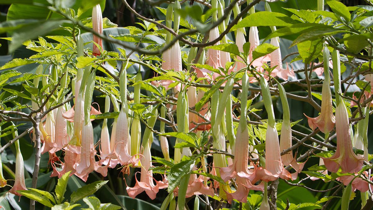 Trompeta de la muerte o brumansia arborens