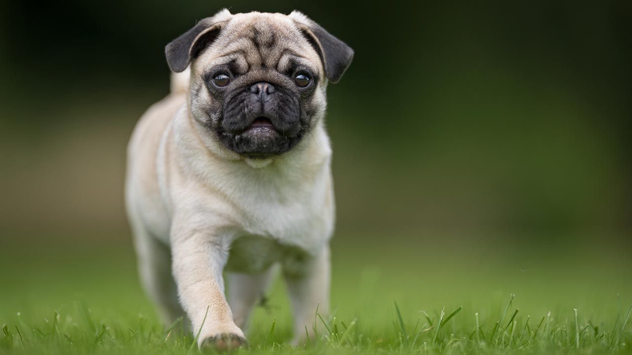 razas perros pequenos 9 carlino