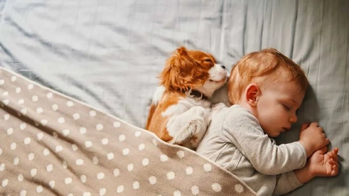 cuanto duerme un perro 3