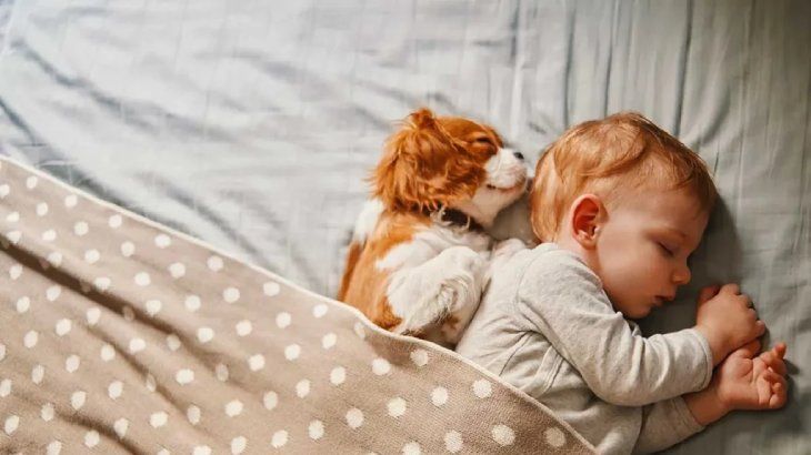 cuanto duerme un perro 3