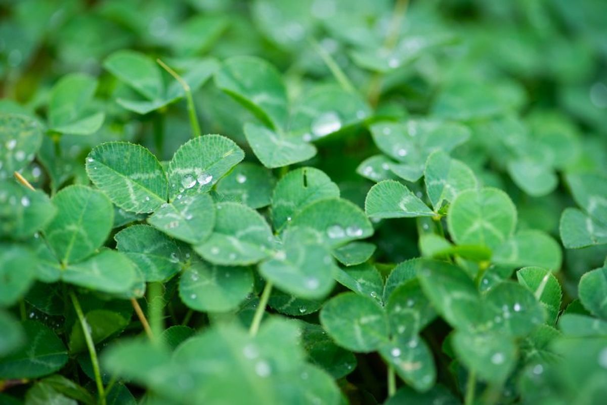 Revisar el césped con frecuencia para detectar cualquier problema.