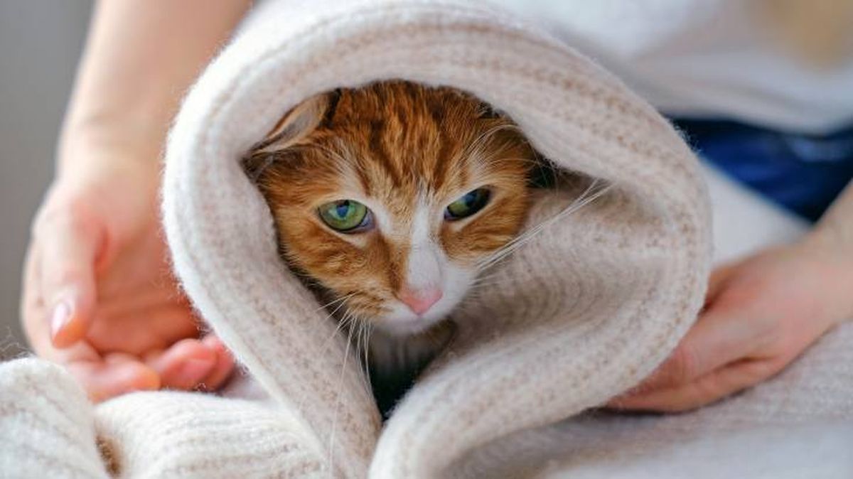 como cuidar pelo gato bano