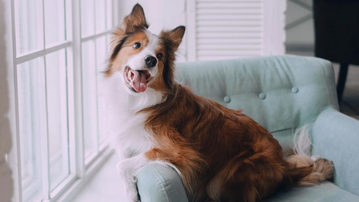 nutrientes necesarios pelo perro portada
