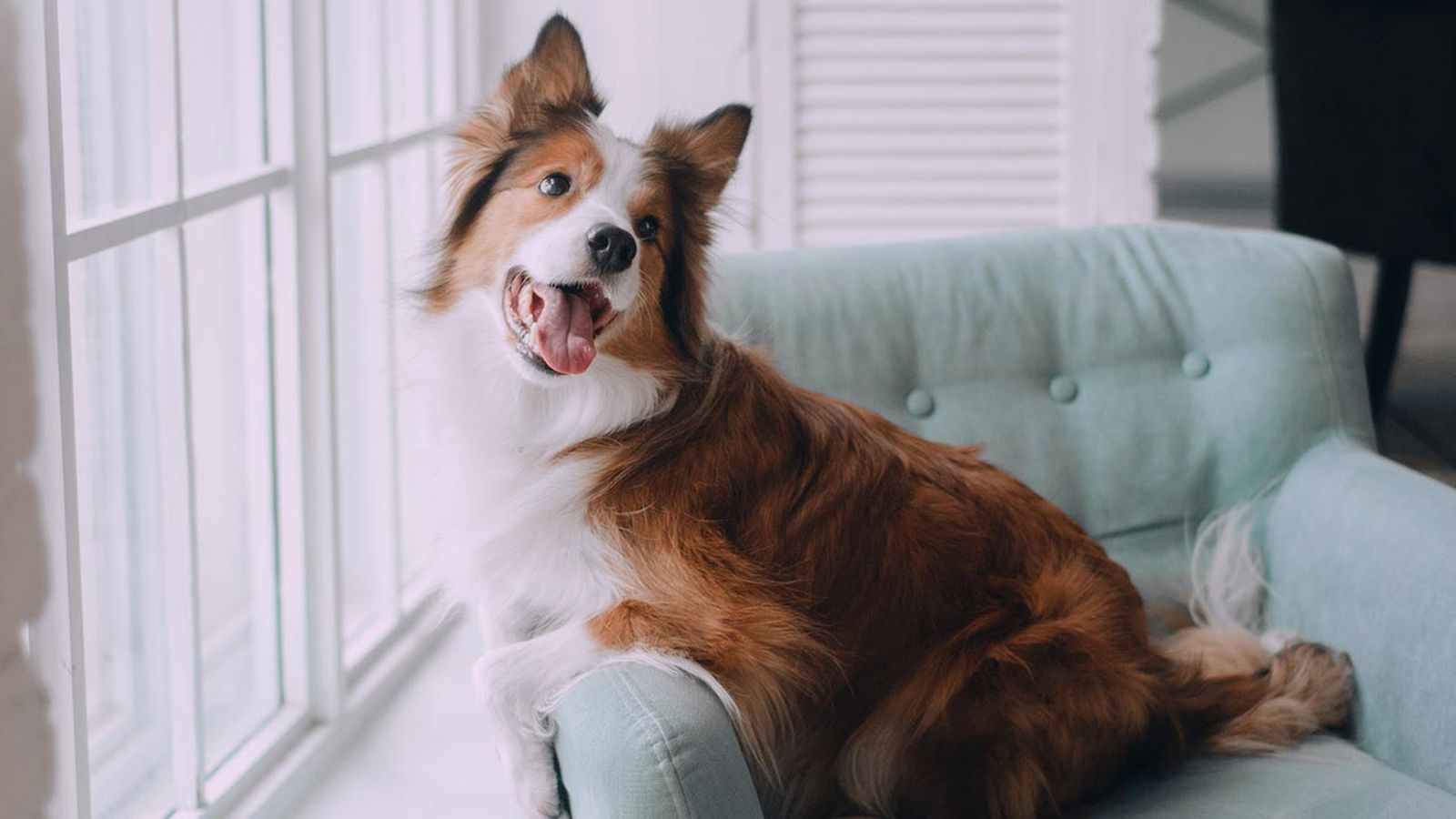 nutrientes necesarios pelo perro portada