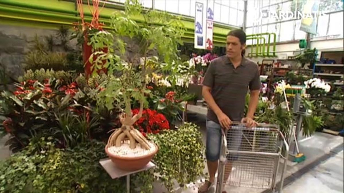 planta cussonia spicata deco jardin 368