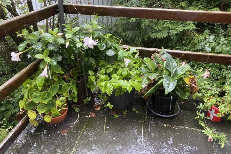 Junta las plantas