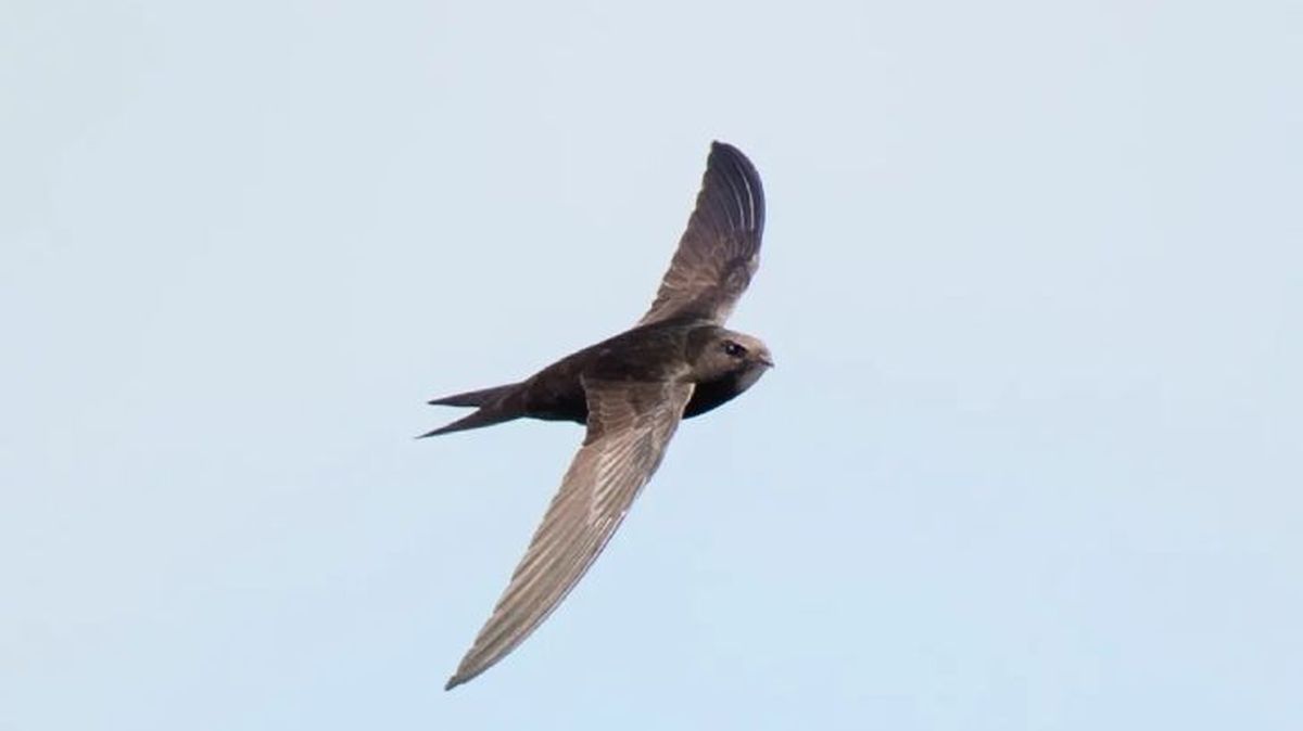 animales que empiezan por v vencejo comun