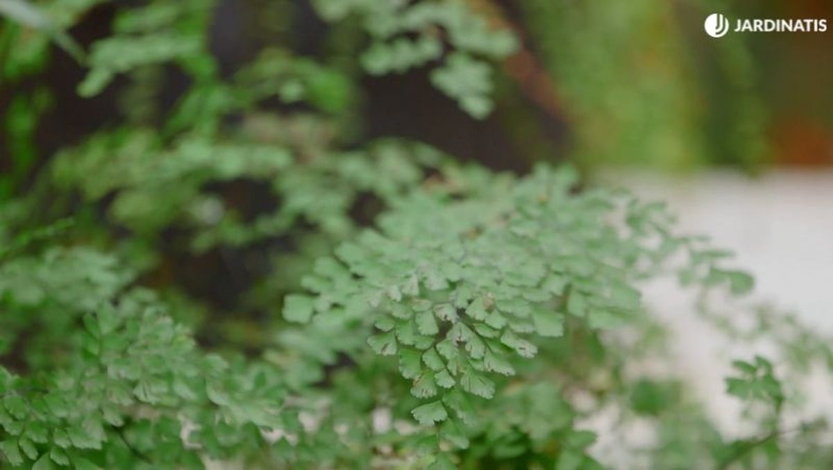 Helecho culantrillo / foto: Hogarmania