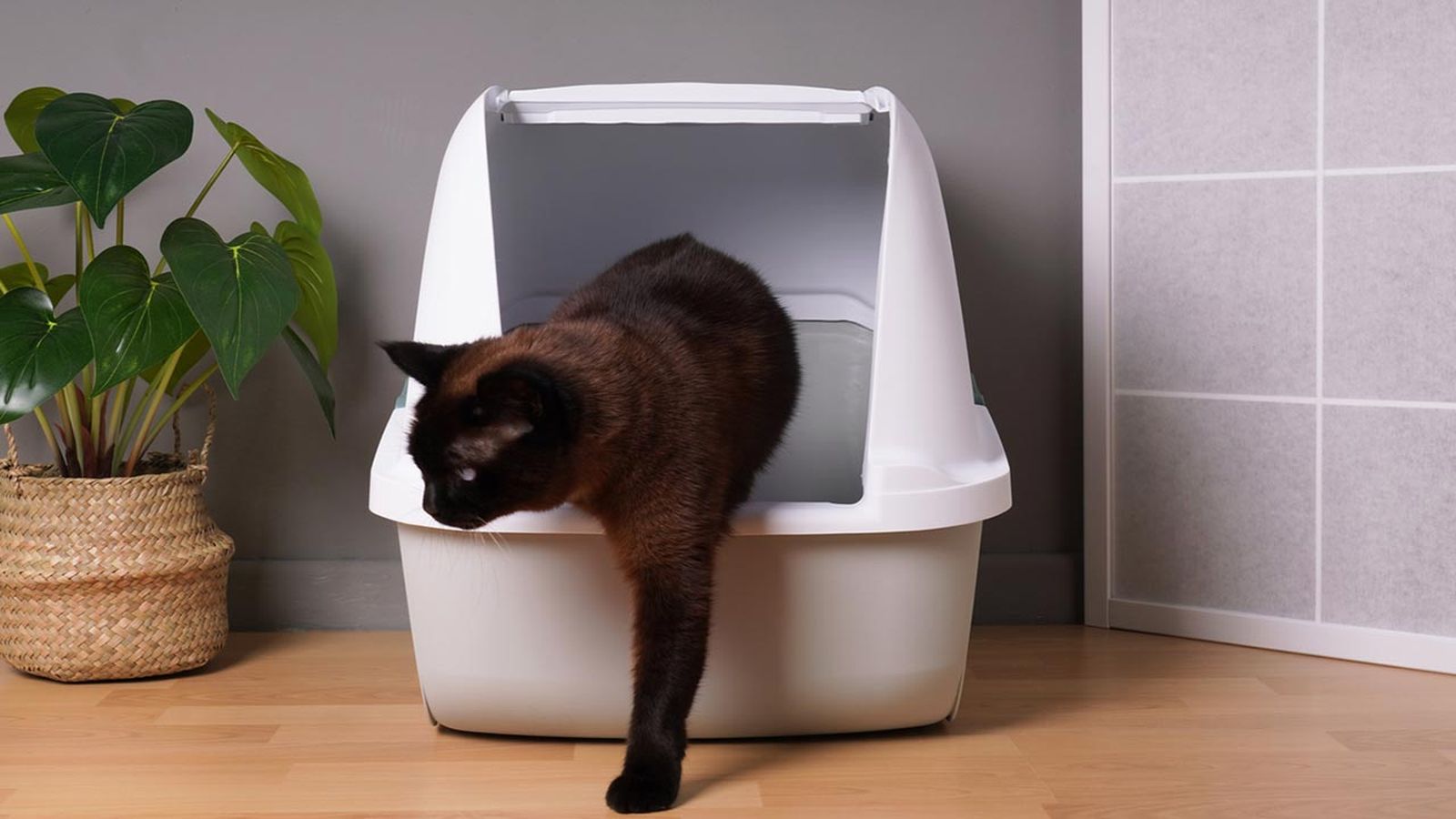 mejores areneros autolimpiables para gatos