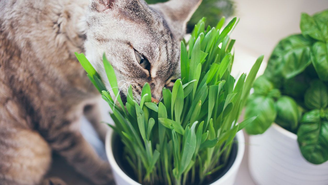 gato comiendo hierba