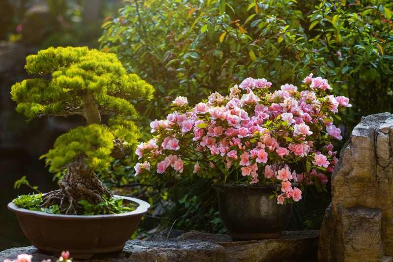 Las tonalidades suaves de la camelia aportan mucha paz