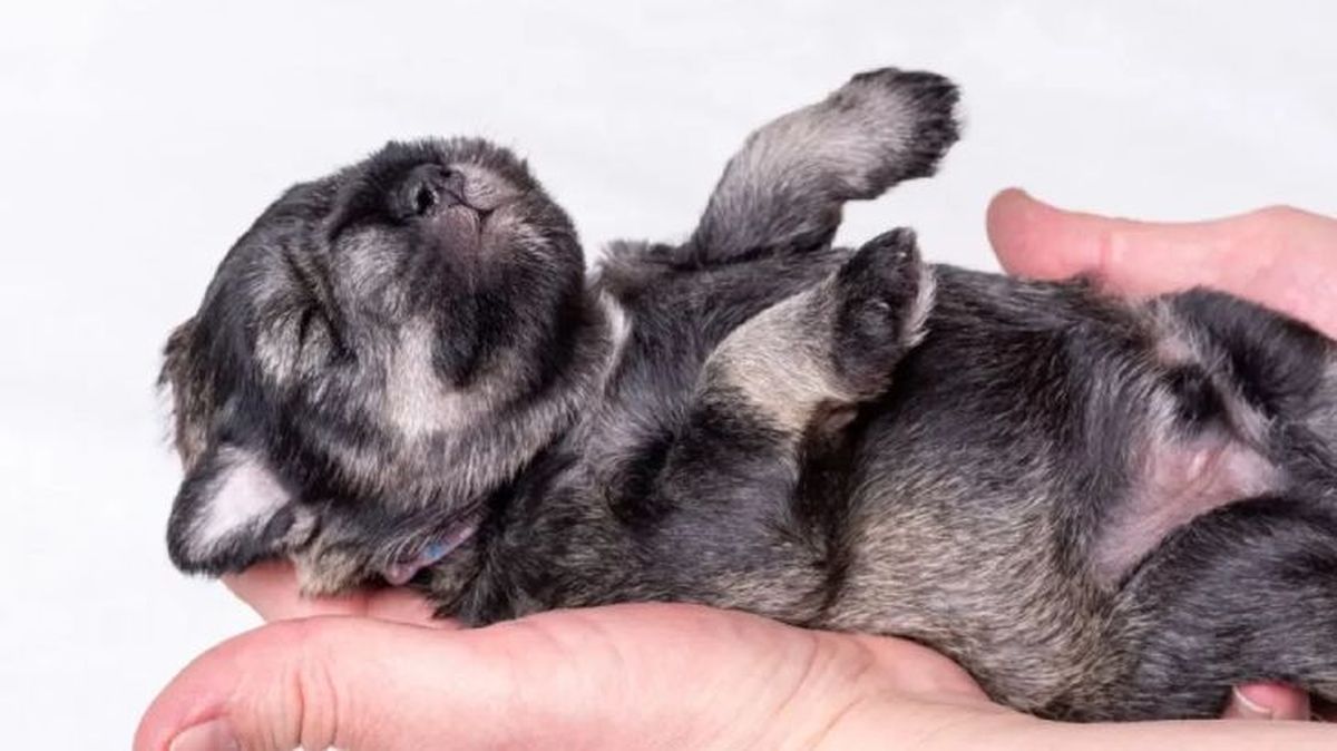 los perros tienen ombligo 1