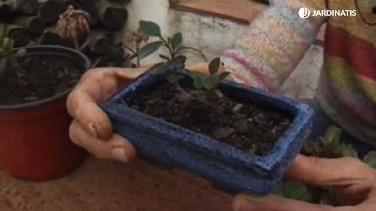 cultivo cotoneaster salicifolius como bonsai jardinatis