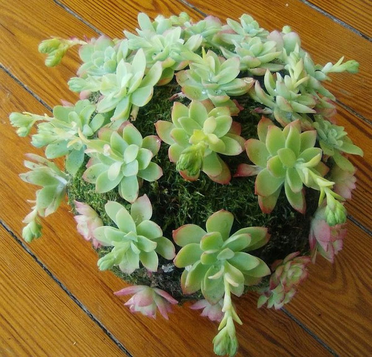 Kokedama con suculentas