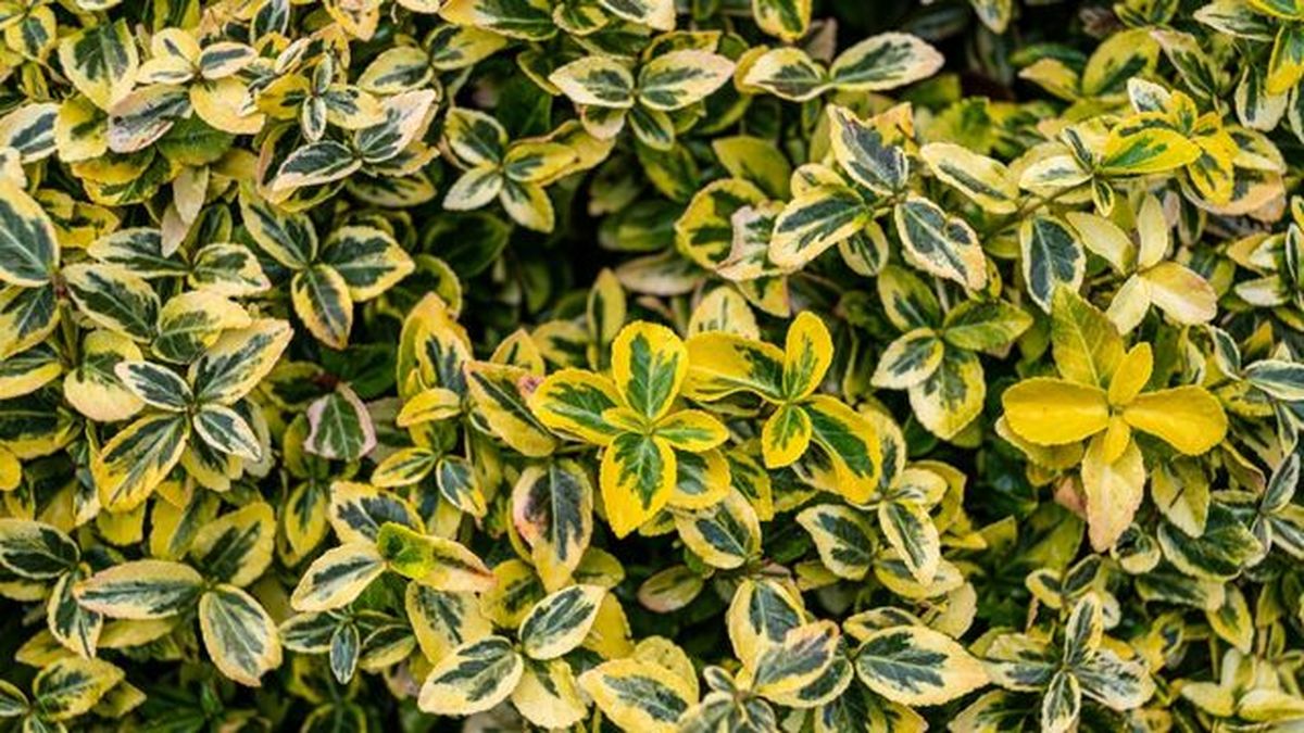 Euonymus fortunei seto bajo