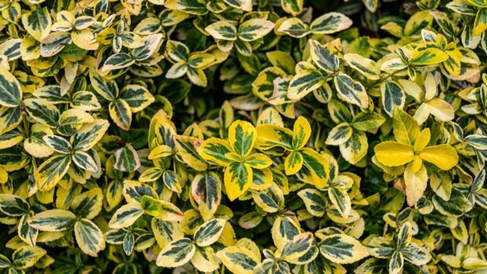 Euonymus fortunei seto bajo
