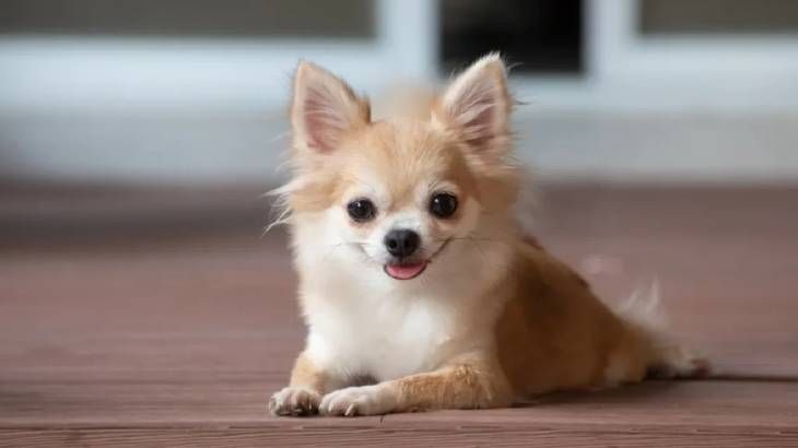 razas de perro oriundas de mexico chihuahua jpg