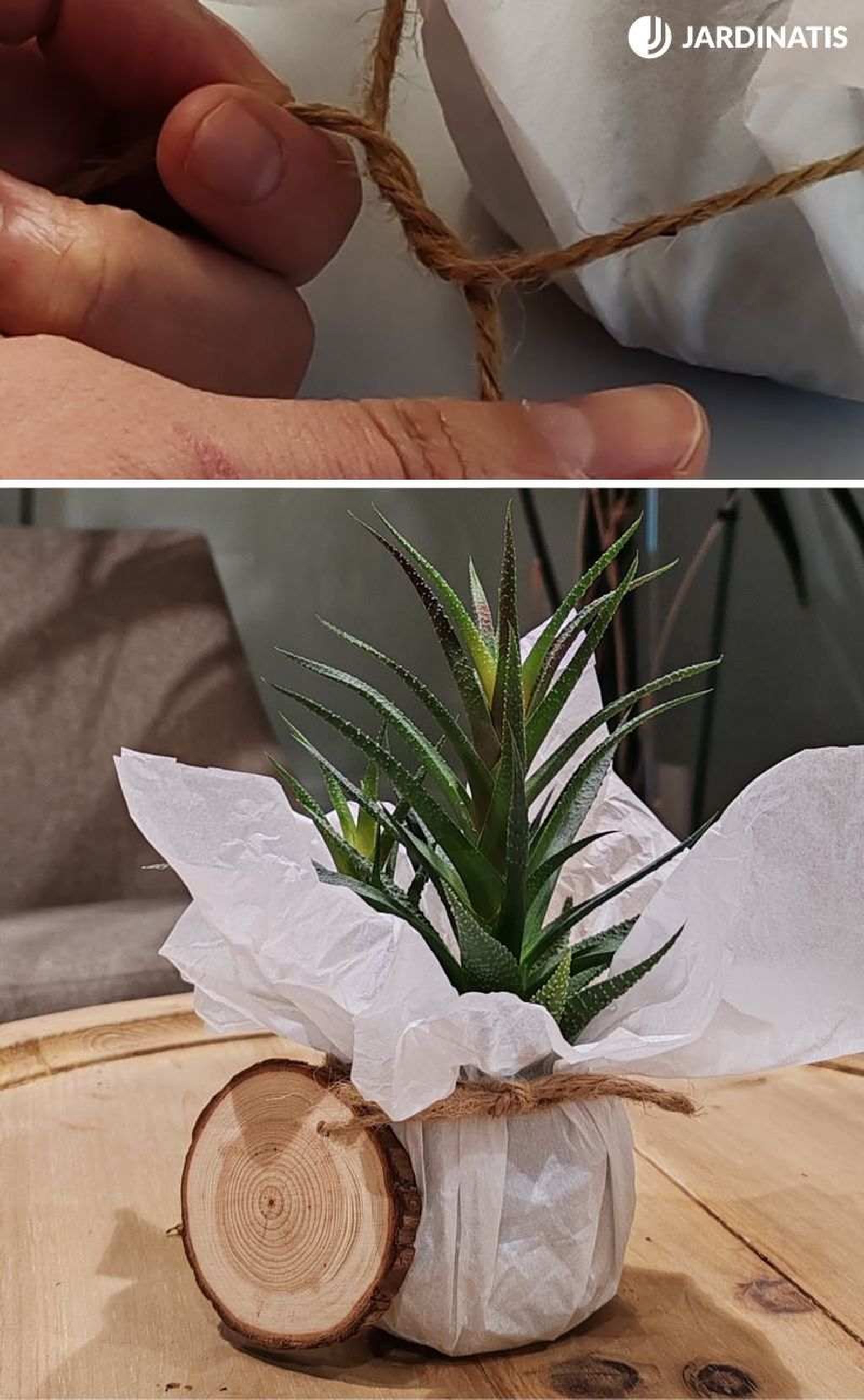 Ata la cuerda para envolver la planta