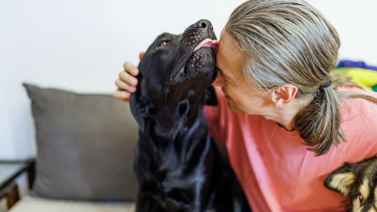 por que lamen los perros 6