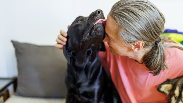 por que lamen los perros 6
