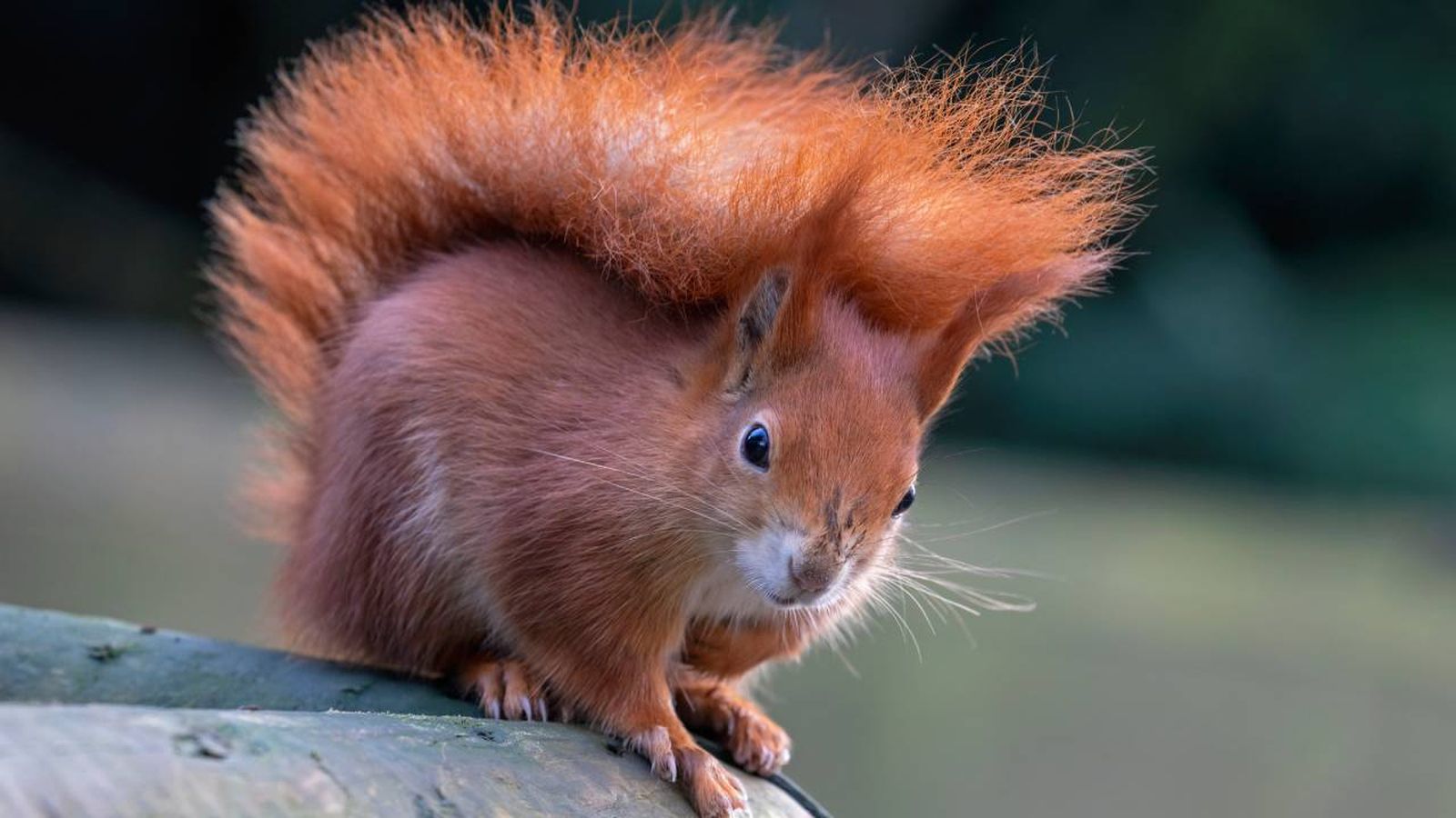 por que hay animales pelirrojos mutacion genetica