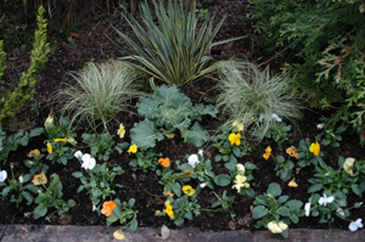 Flores de invierno en parterre   paso 7