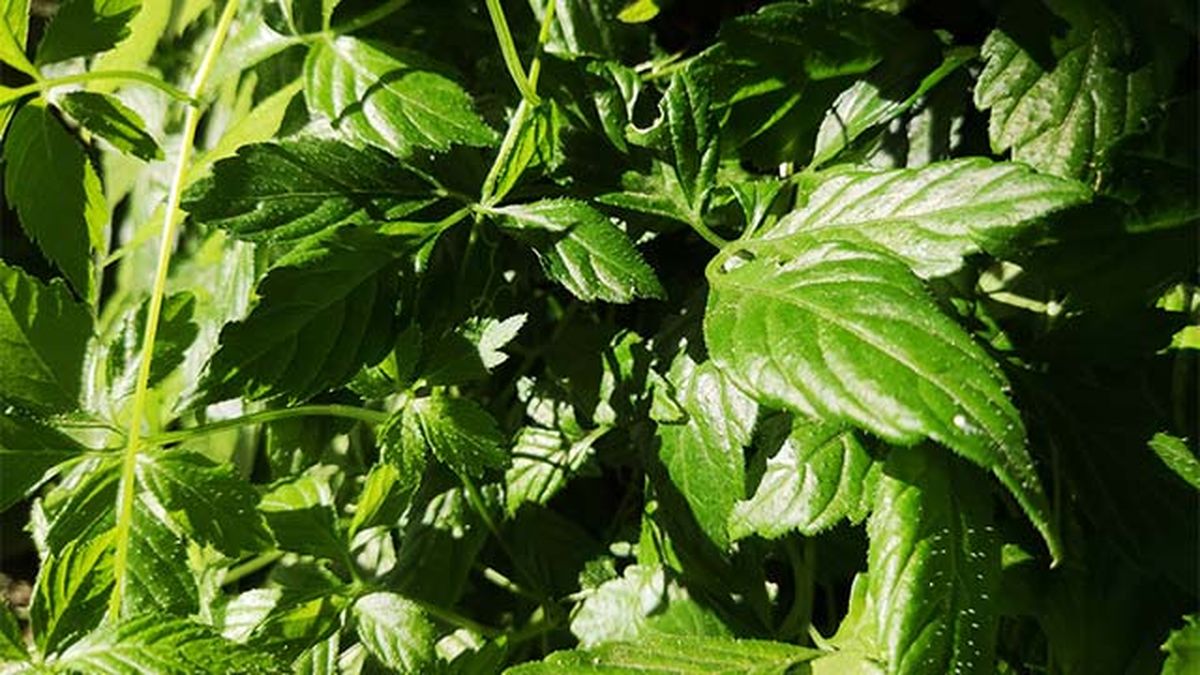 cultivo jiaogulan diario dun neno labrego