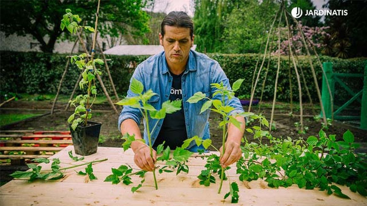 Ramificaciones del segundo año