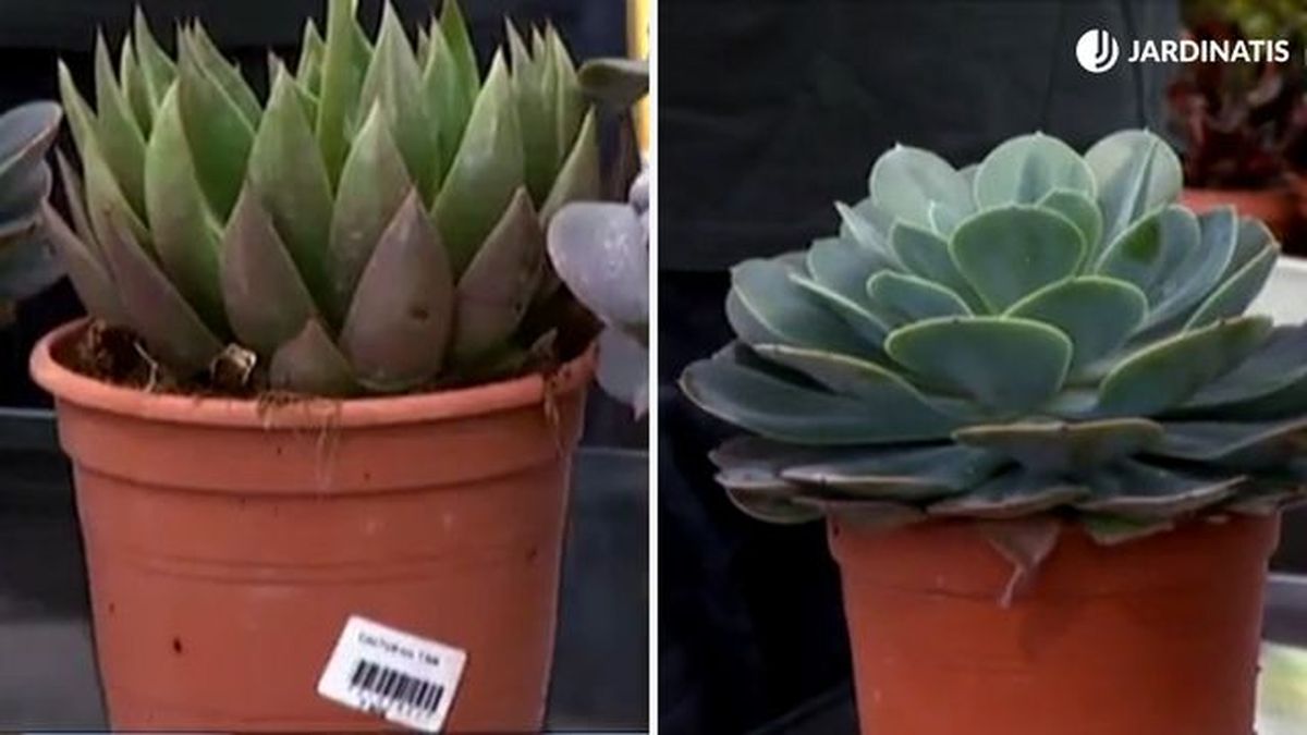 Echeveria victor reiter echeveria Imbricata