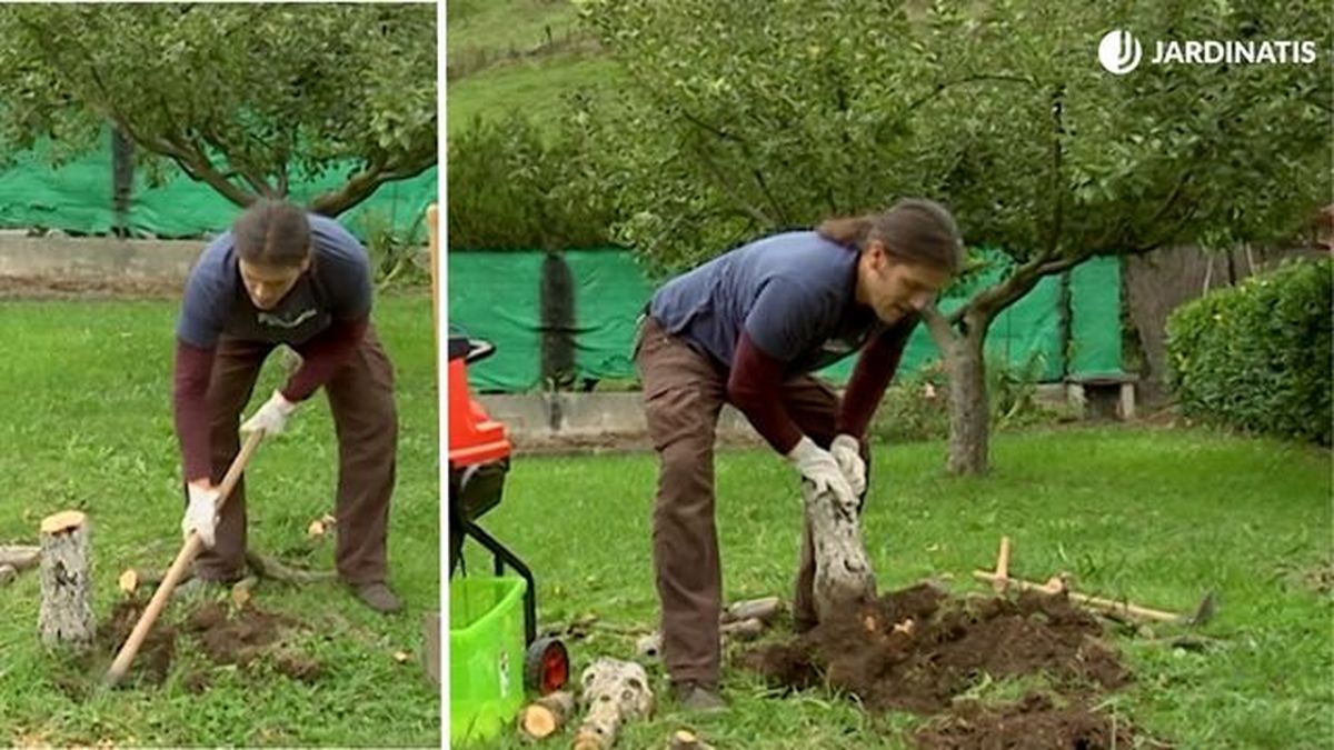 apeo talado arboles tronco brico 723