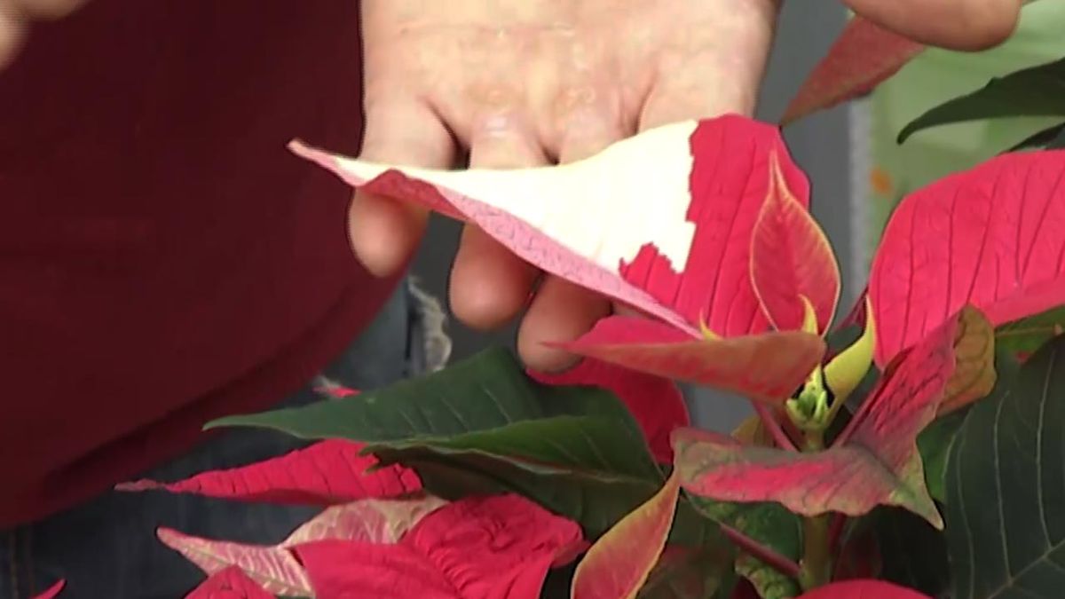 deco 414 variedades flor de pascua 2