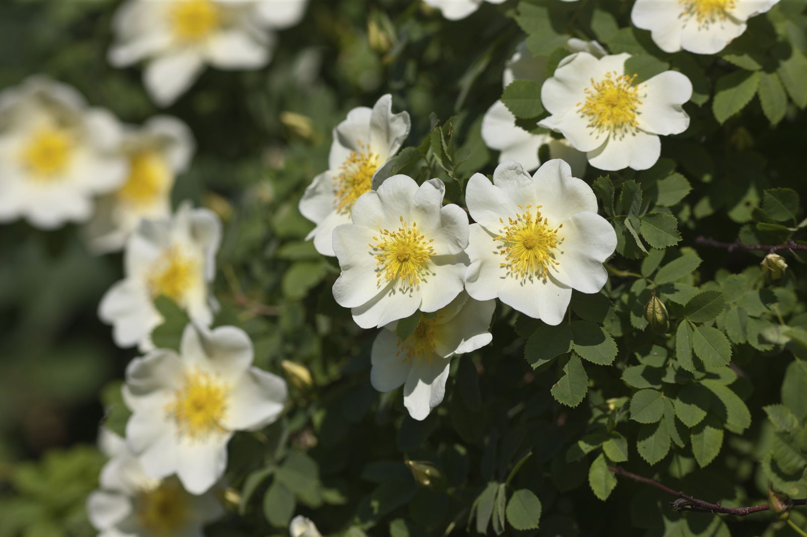 DEKO_JARDIN_541_Rosa mulliganii