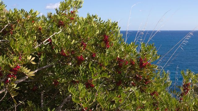 Pistacia lentiscus.