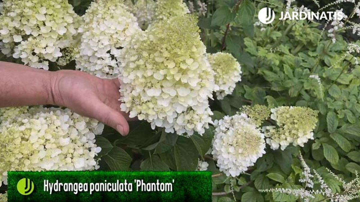 variedad hydrangea paniculata phantom jardinatisç