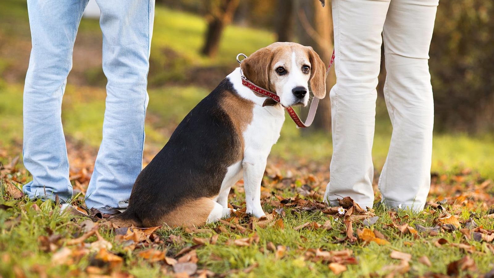 mascota divorcio casos