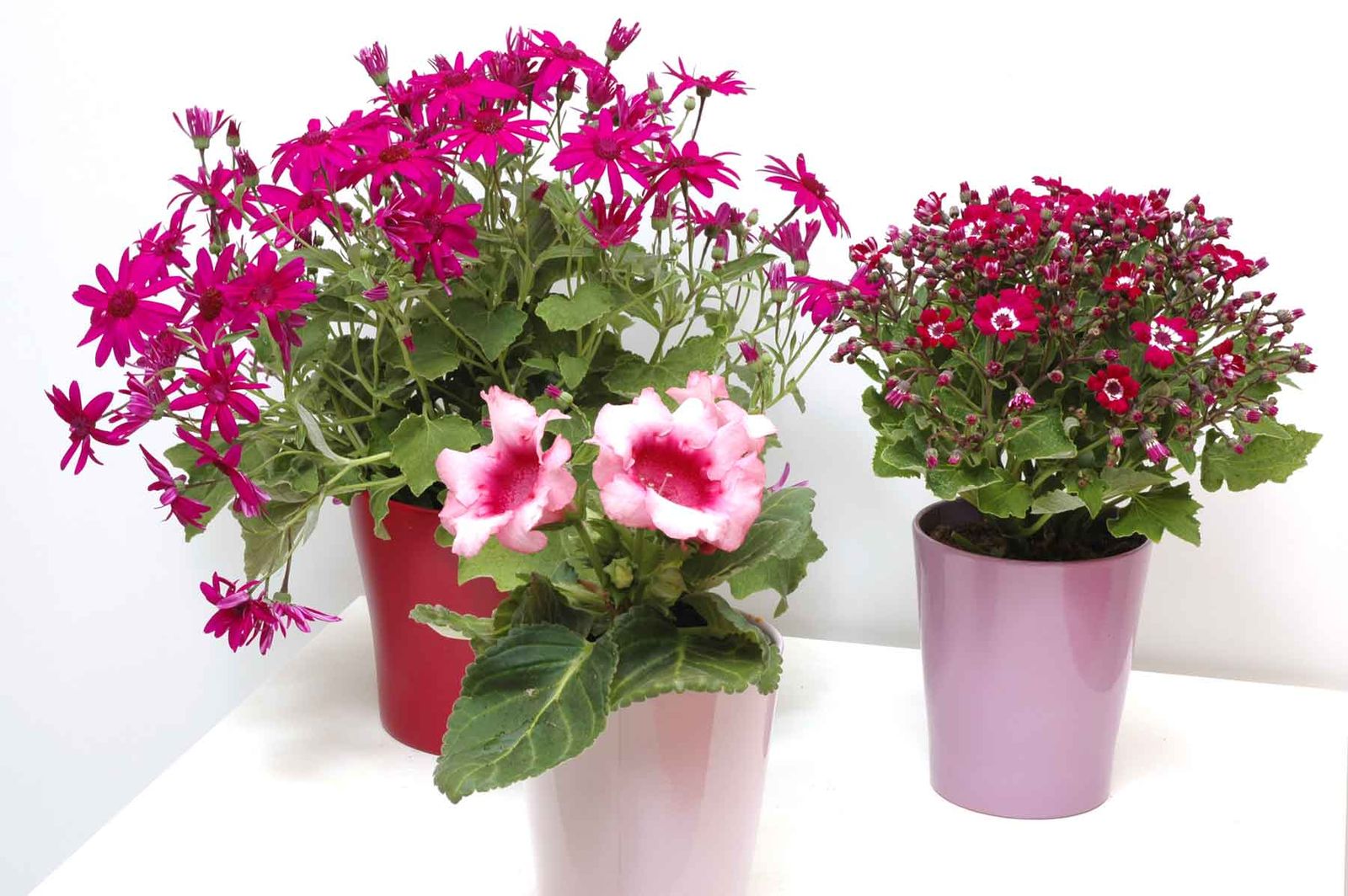 Plantas de temporada que duran poco