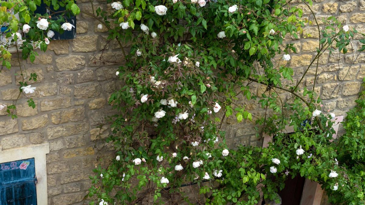 rosal trepador fachada