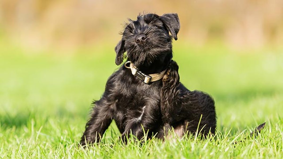 cuidados primavera mascotas 6