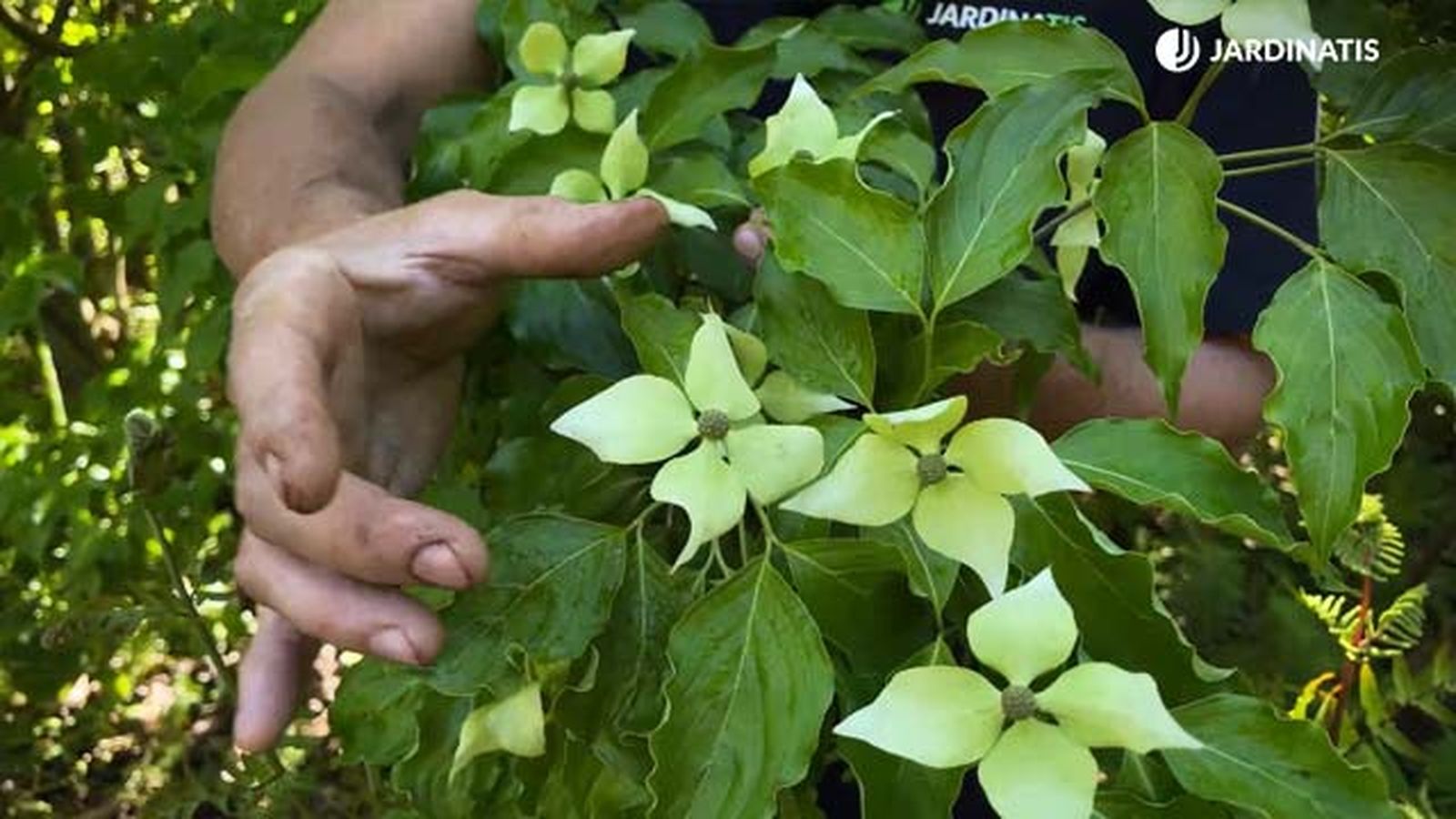 floracion incial cornus kousa jardinatis 22