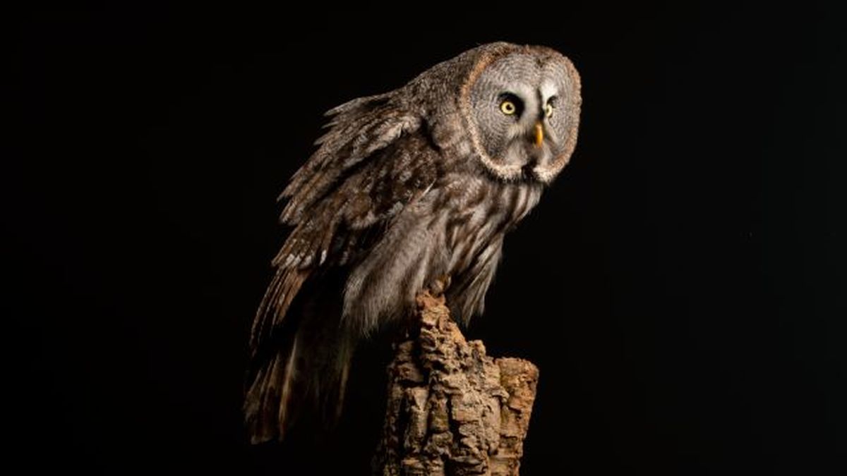 buhos como mascota 1