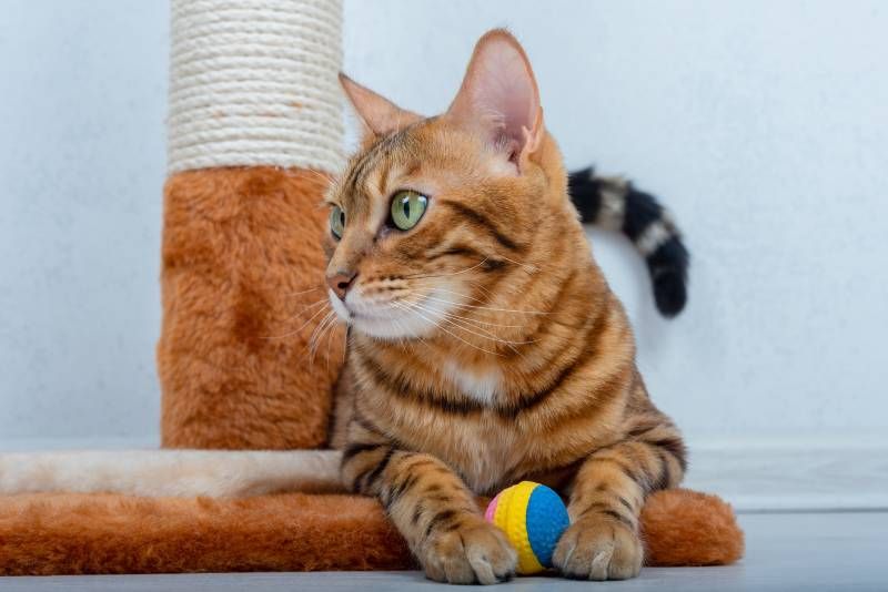 Implementar el enriquecimiento ambiental en gatos es una estrategia fundamental.