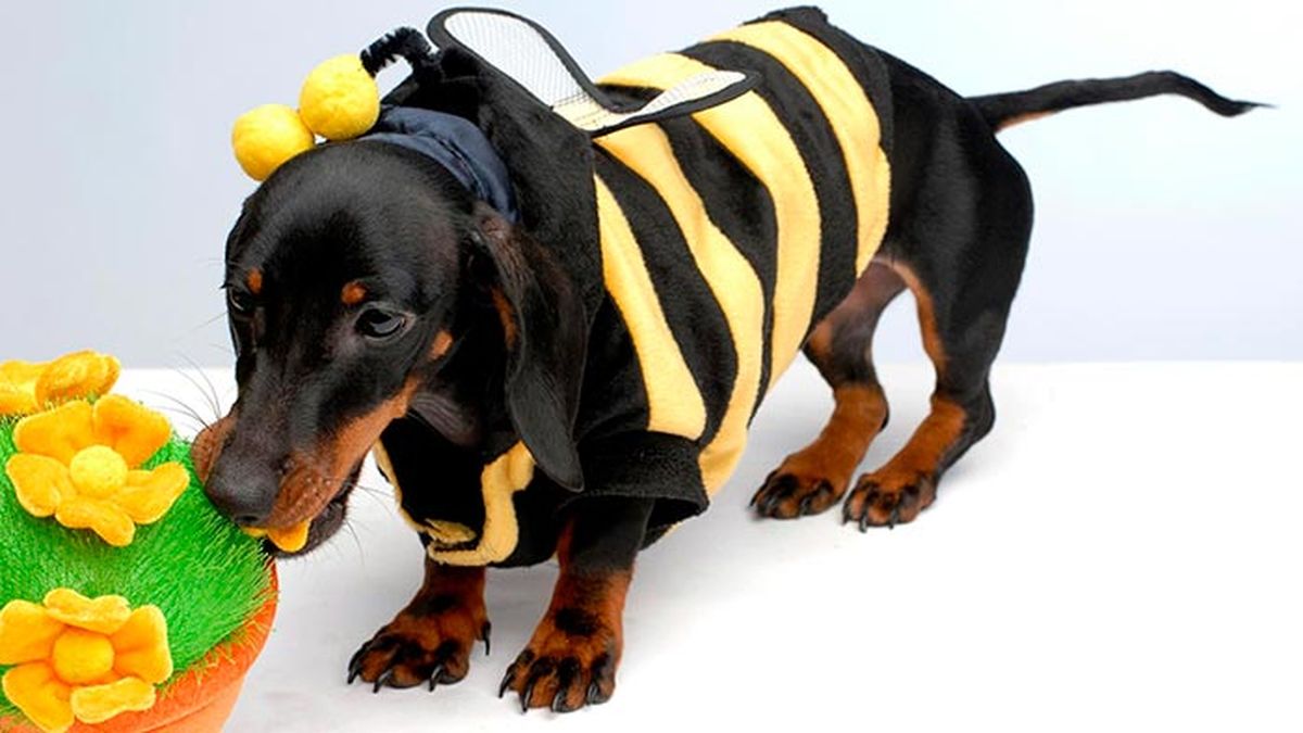 consejos disfraces mascotas 5