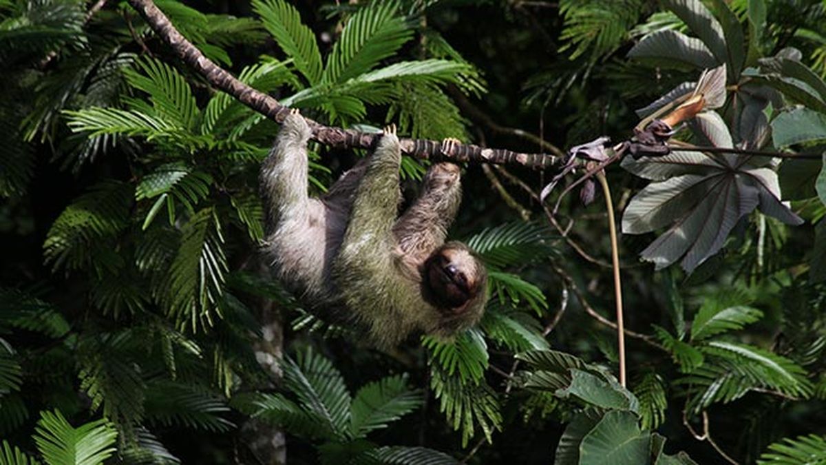 oso perezoso 5 colgado ramas