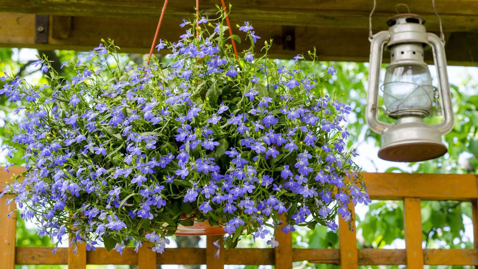 plantas colgantes de temporada y abono especificos deco 391 jardin