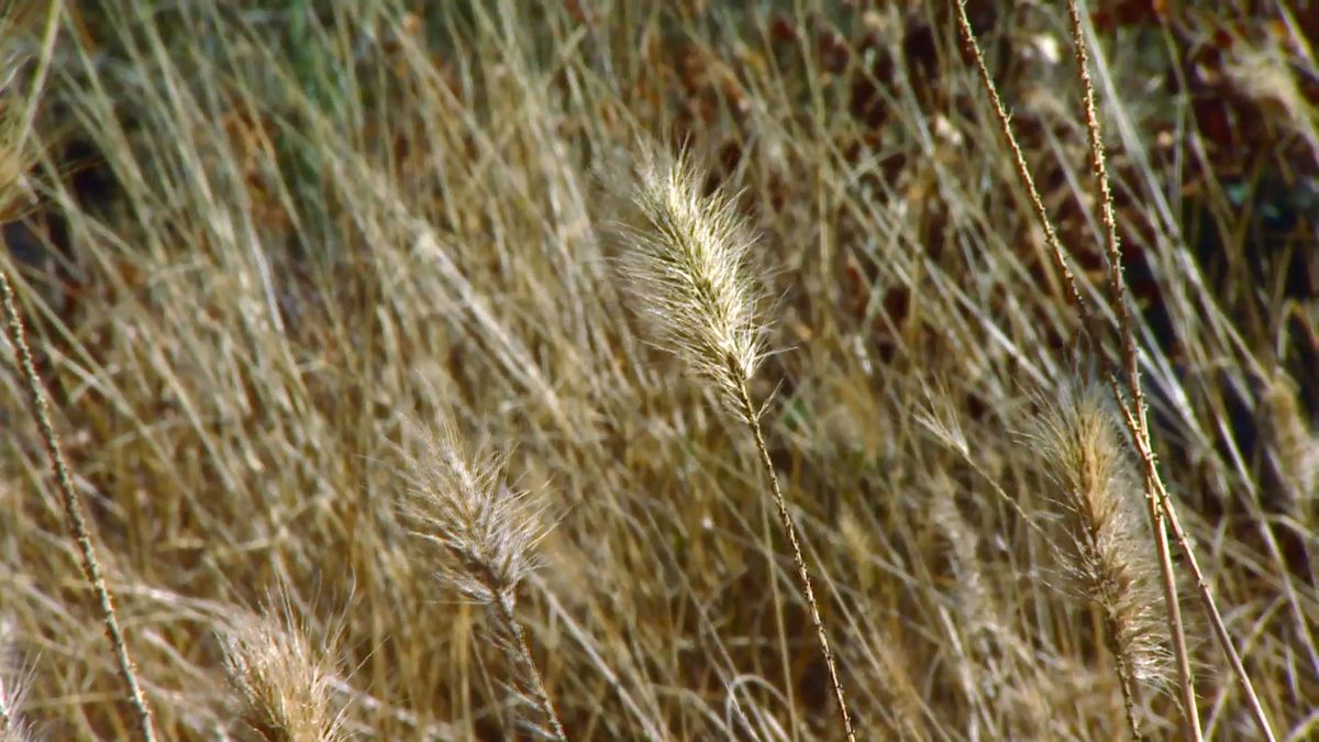 deco 0643 2 plantas tonos pajizos invierno pennisetum 2