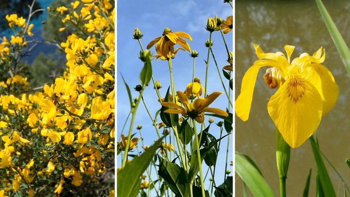 flores amarillas genista Rudbeckias herbstonne lirio amarillo