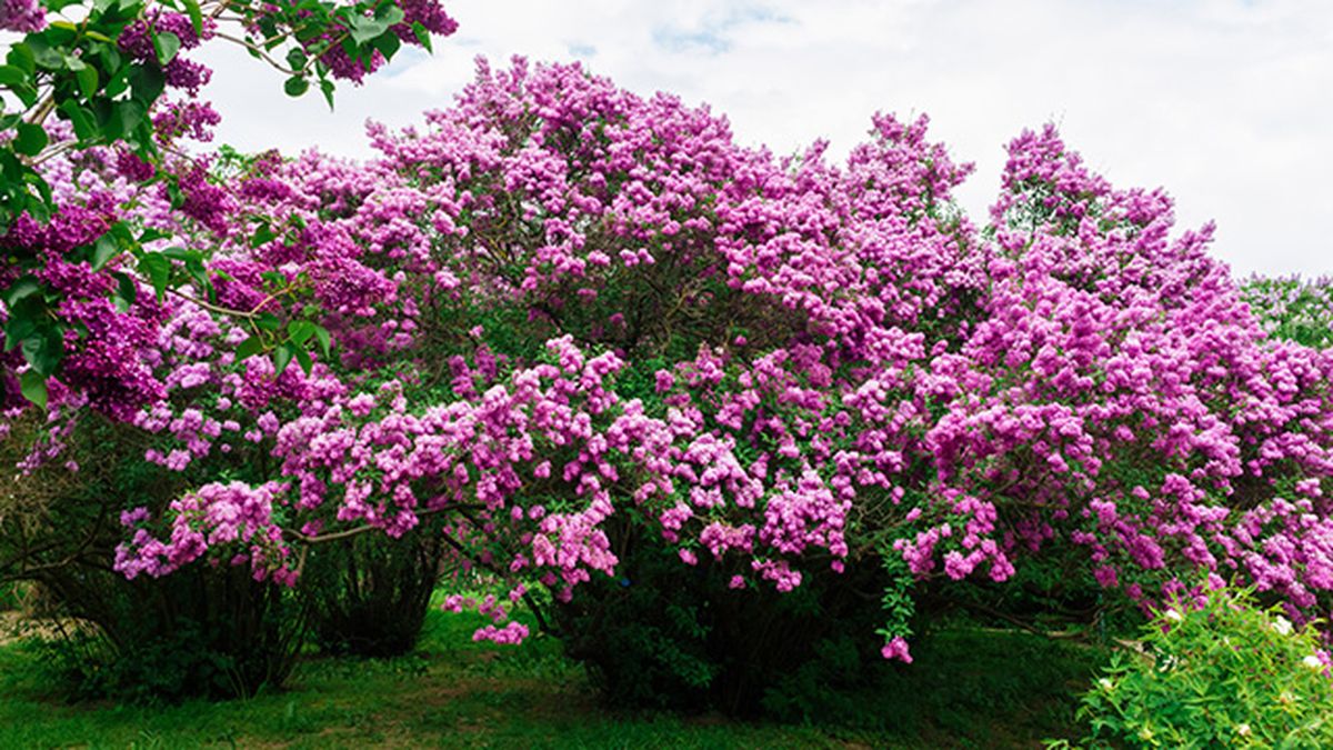 floracion Syringa vulgaris