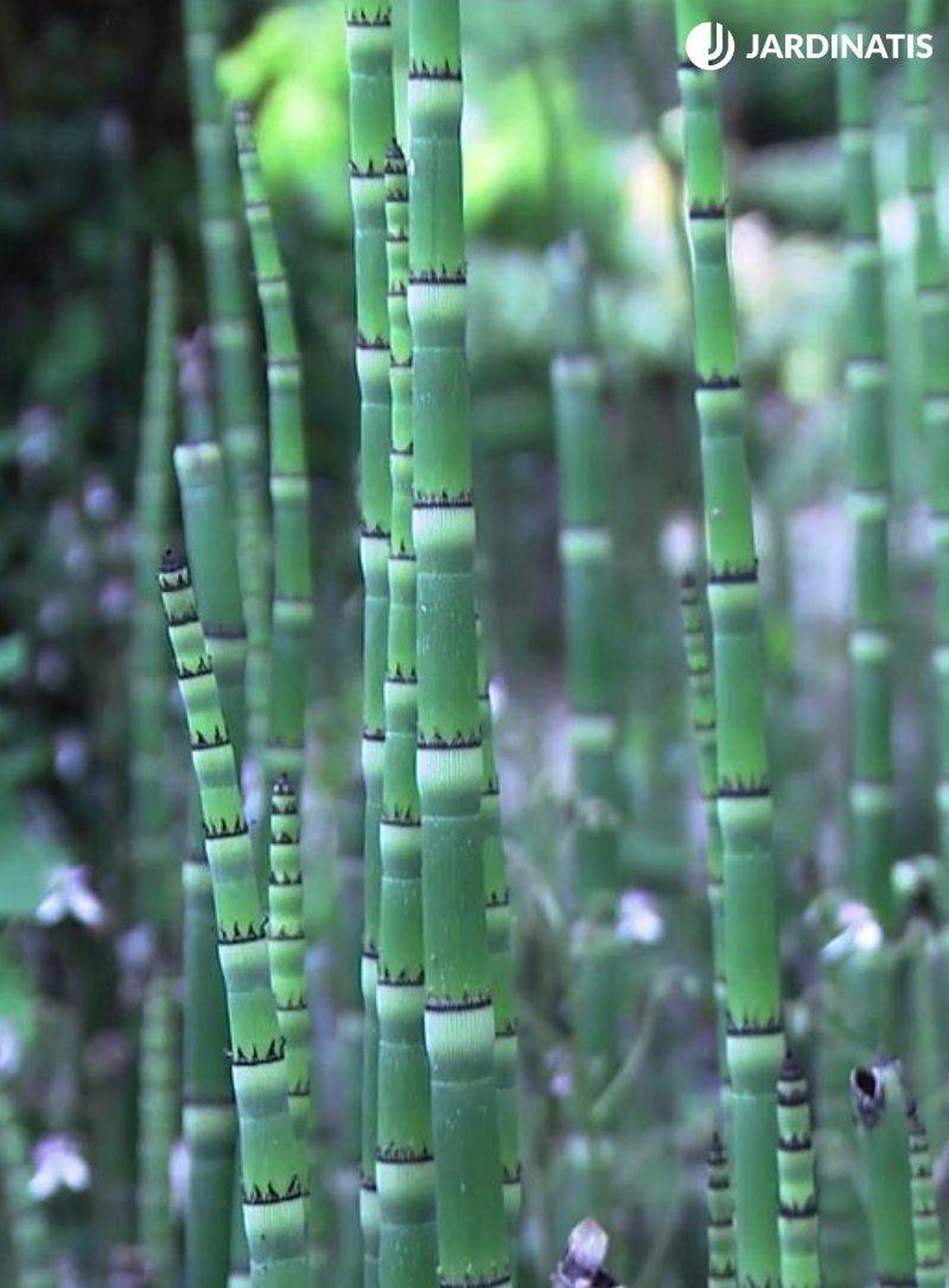 Equisetum hyemale
