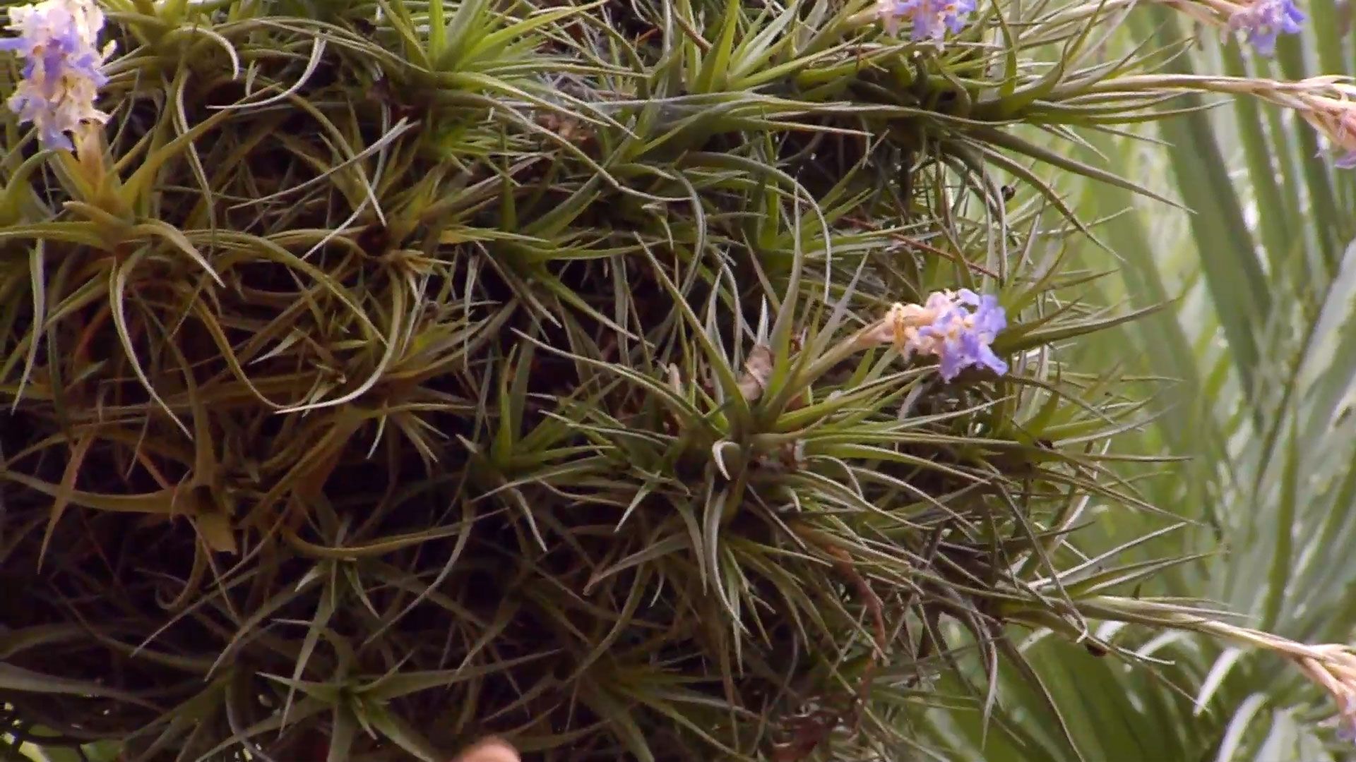 brico 877 3 florecer bromelias brotes