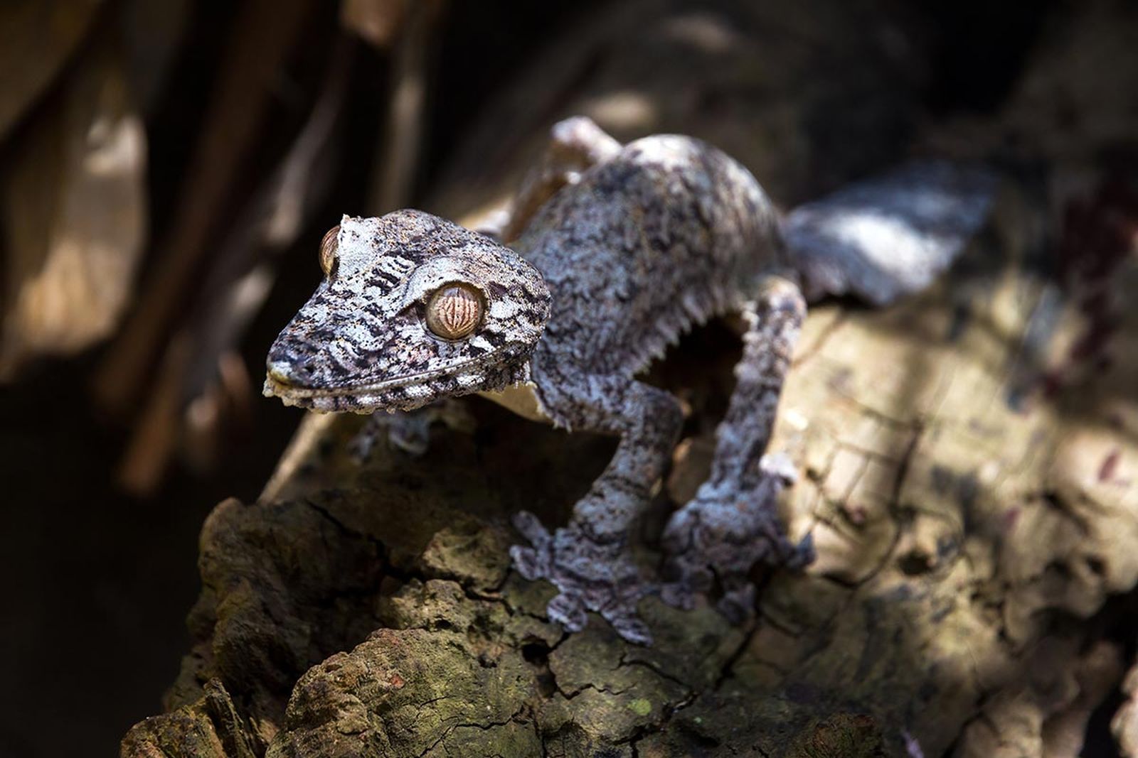 reptiles gecko cola de hoja5